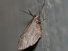 Geometrid Moth